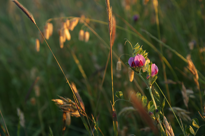 Sweet Pea Kiss - May 2016